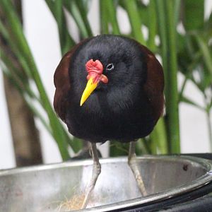 Wattled Jacana