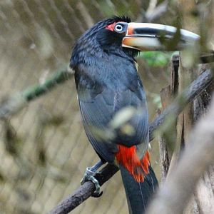 Pale-mandibled Aracari