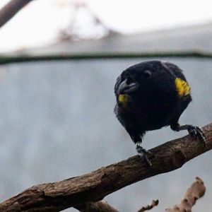 Golden-sided Euphonia