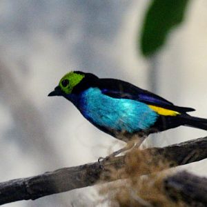 Paradise Tanager