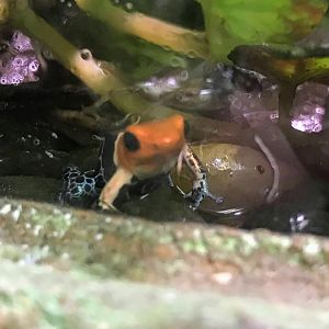 Red-headed Poison Frog