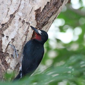 Puerto Rican Woodpecker