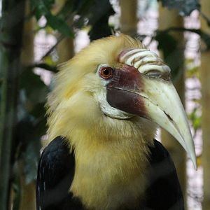 Papuan Hornbill