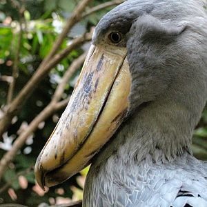 Shoebill