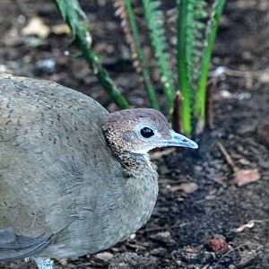 Great Tinamou