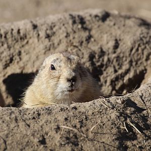 Black-tailed Prairie Dog