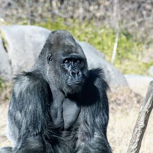 Western Lowland Gorilla