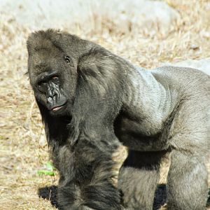 Western Lowland Gorilla