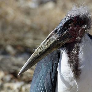 Marabou Stork