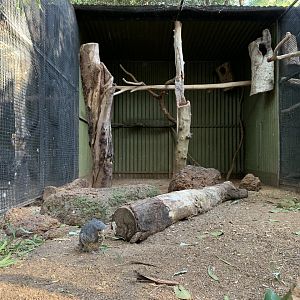Gang-gang Cocktoo Aviary