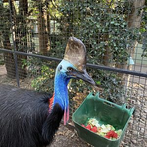 Southern Cassowary
