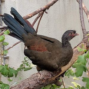 Chaco chachalaca (Ortalis canicollis)