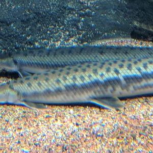 Spotted gar (Lepisosteus oculatus)
