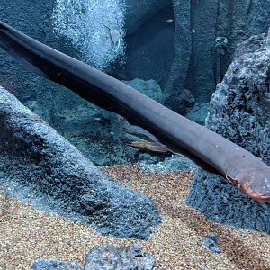 Electric eel (Electrophorus electricus)