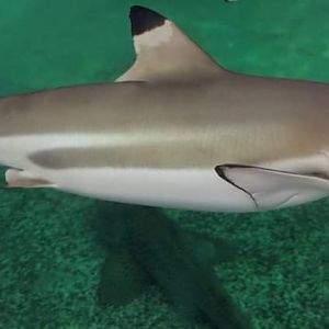 Blacktip reef shark (Carcharhinus limbatus)