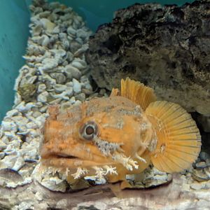 Gulf toadfish (Opsanus beta)