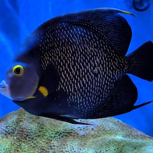 French angelfish (Pomacanthus paru)