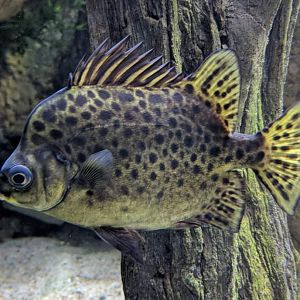 Spotted scat (Scatophagus argus)