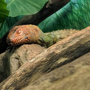 Northern caiman lizard (Dracaena guianensis)