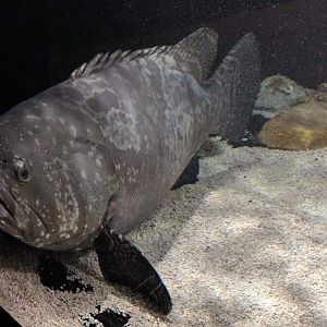 Queensland grouper (Epinephelus lanceolatus)
