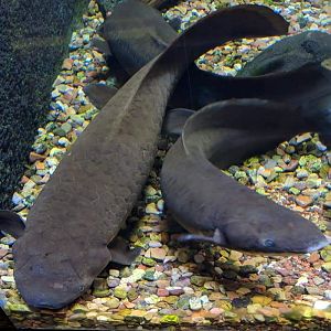 Australian lungfish (Neoceratodus forsteri)