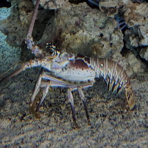 Caribbean spiny lobster (Palinurus argus)