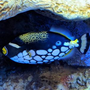 Clown triggerfish (Balistoides conspicillum)