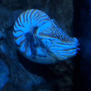 Chambered nautilus (Nautilus pompilius)