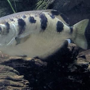 Spotted archerfish (Toxotes chatareus)