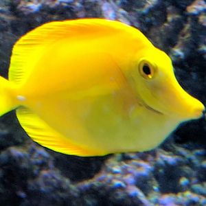 Yellow tang (Zebrasoma flavescens)