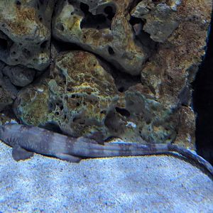 Epaulette shark (Hemiscyllium ocellatum)