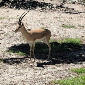 Slender horned gazelle (Gazella leptoceros)