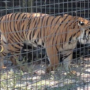 Malayan tiger (Panthera tigris jacksoni)