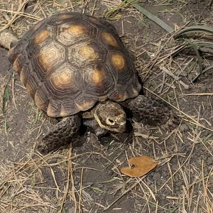 Texas tortoise (Gopherus berlandieri)