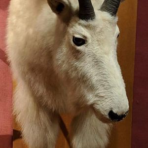 Rocky mountain goat (Oreamnos americamus)