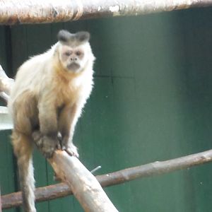 Capuchin id