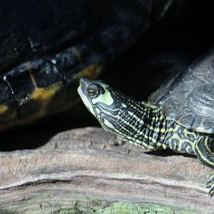 Pascagoula Map Turtle