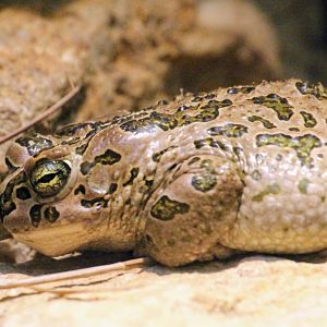 European Green Toad