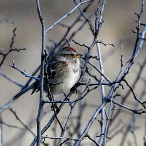 American Tree Sparrow