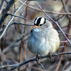 White-crowned Sparrow