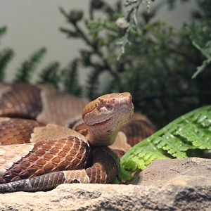 Osage Copperhead