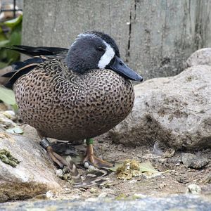 Blue-winged Teal