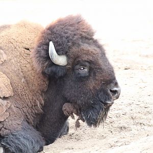 Plains Bison