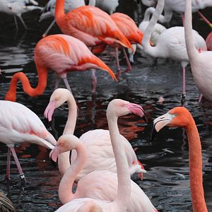 Greater & American Flamingos
