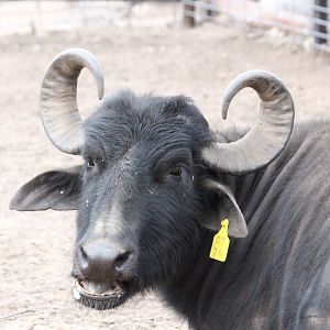 Domestic Water Buffalo