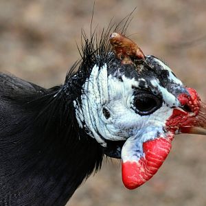 Domestic Guineafowl