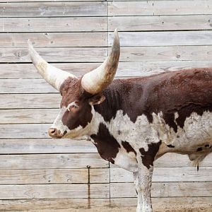 Ankole-Watusi