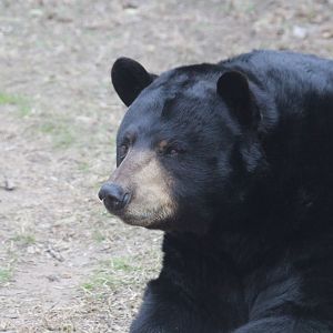 American Black Bear