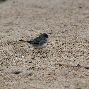 Slate-colored Junco