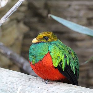 Golden-headed Quetzal - male